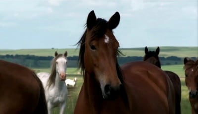 Before Video Cartoonizer